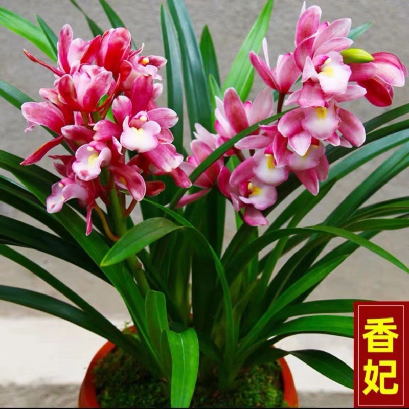 兰花当年开花四季开花浓香型兰花苗墨兰满屋飘香室内花卉净化空气