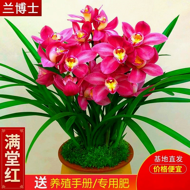 浓香型耐寒兰花苗蕙兰墨兰建兰花卉盆栽绿植室内春兰四季常青盆栽