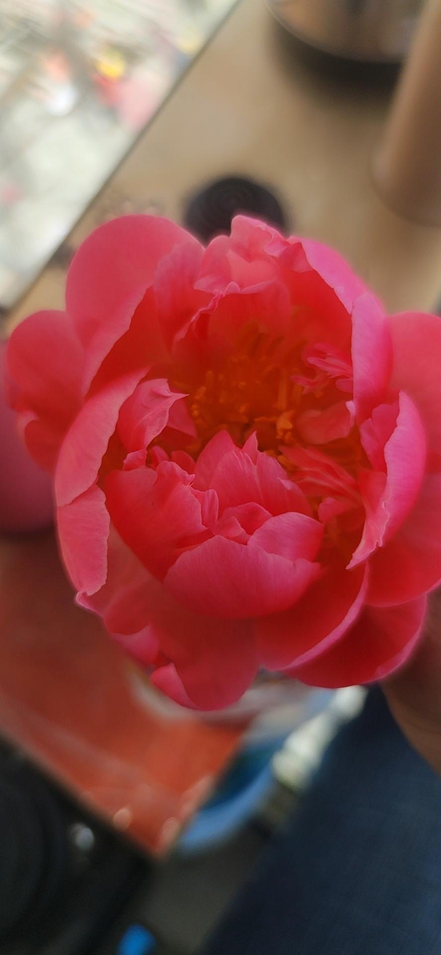 珊瑚芍药，基地直销欢迎选购