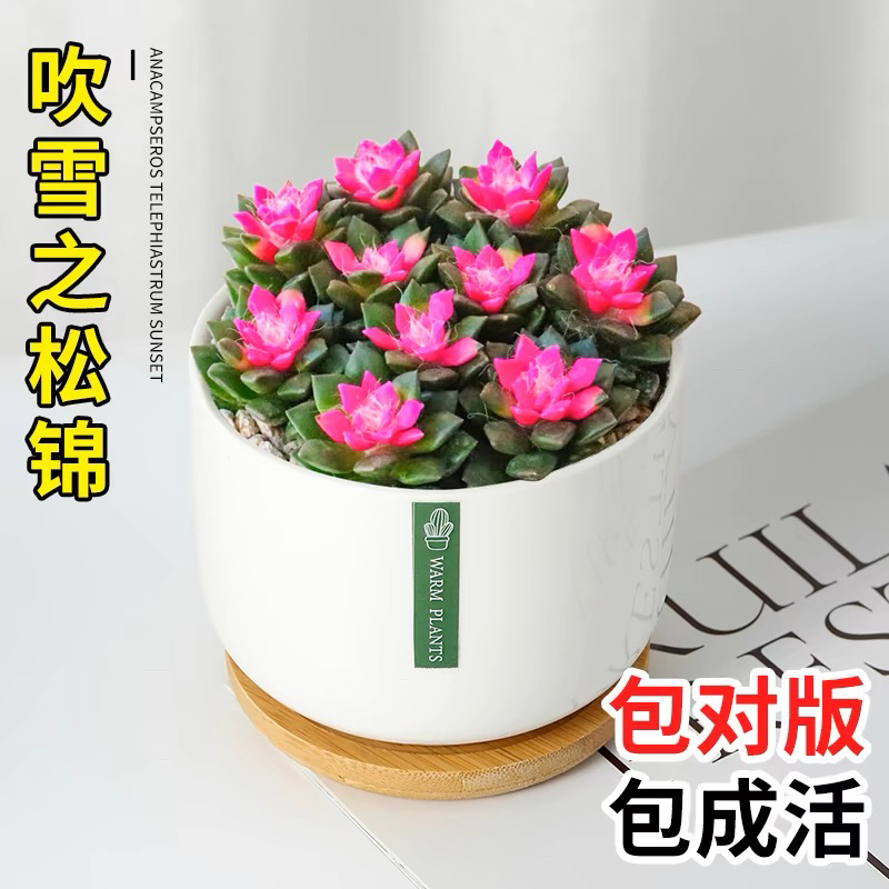 【满9.9包邮】吉祥如意吹雪8-10cm多肉植物以直播间展示为主