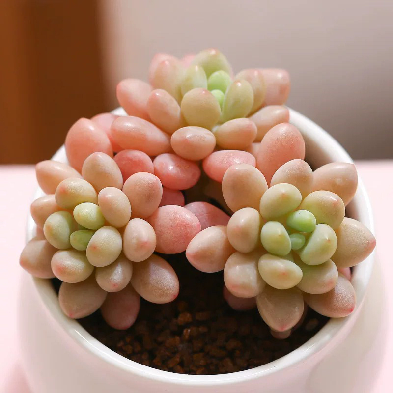 【满9.9包邮】洛可可群6.5cm盆多肉植物以直播间展示为准