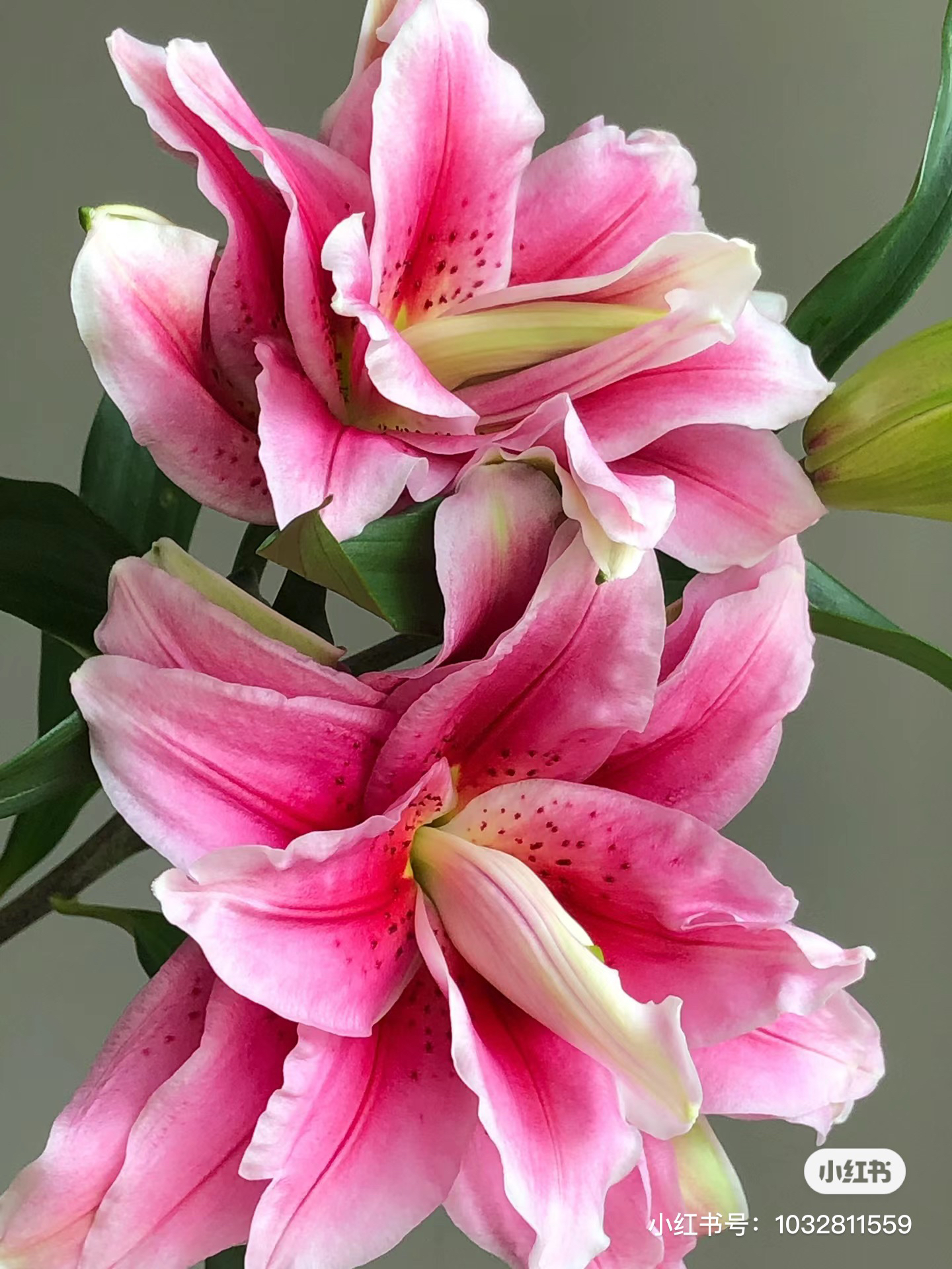 15号西亚拉重瓣百合多头，我要买我不售后