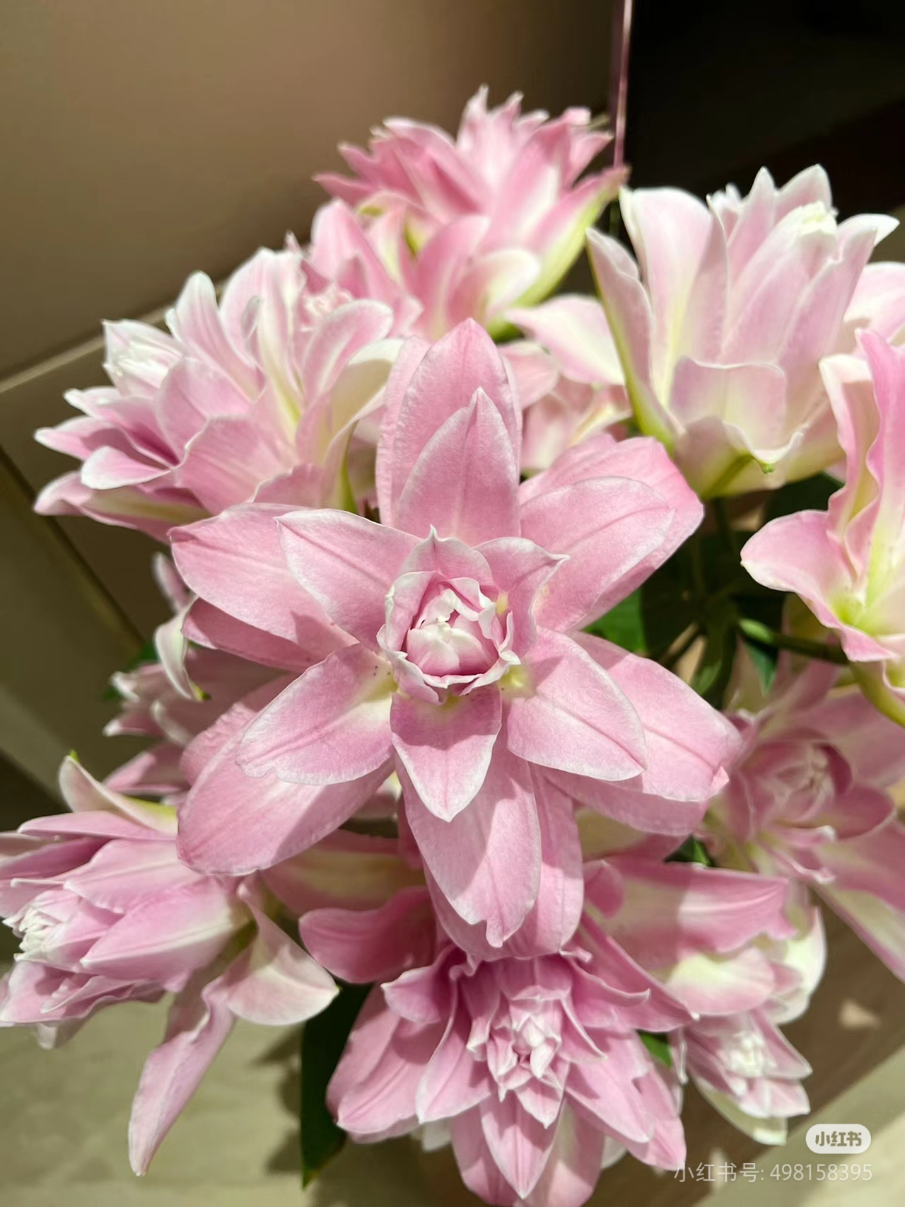 8号莲花微风重瓣百合混头，看好再拍不售后