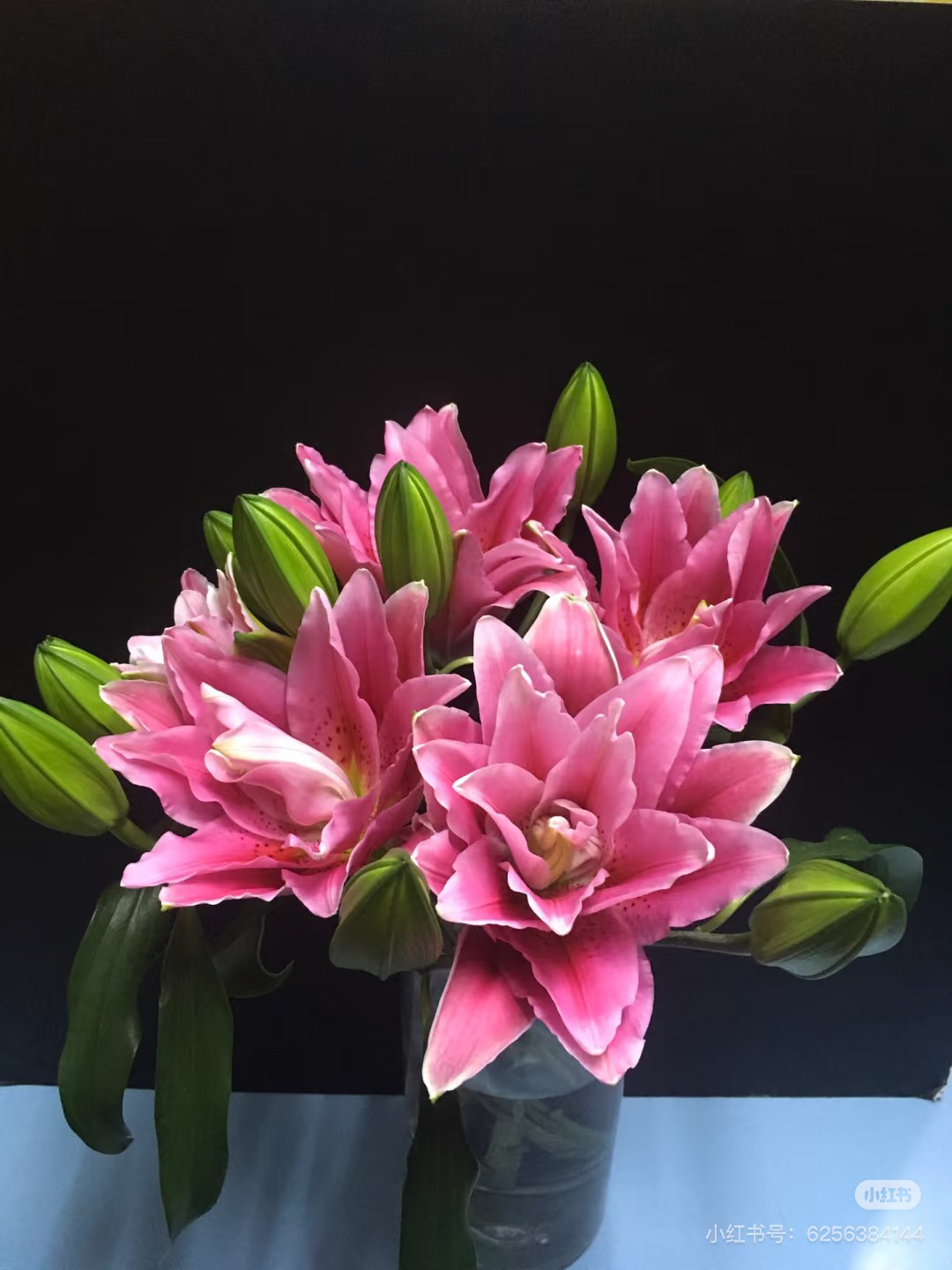 15号西亚拉重瓣百合多头好看，我要买我不售后