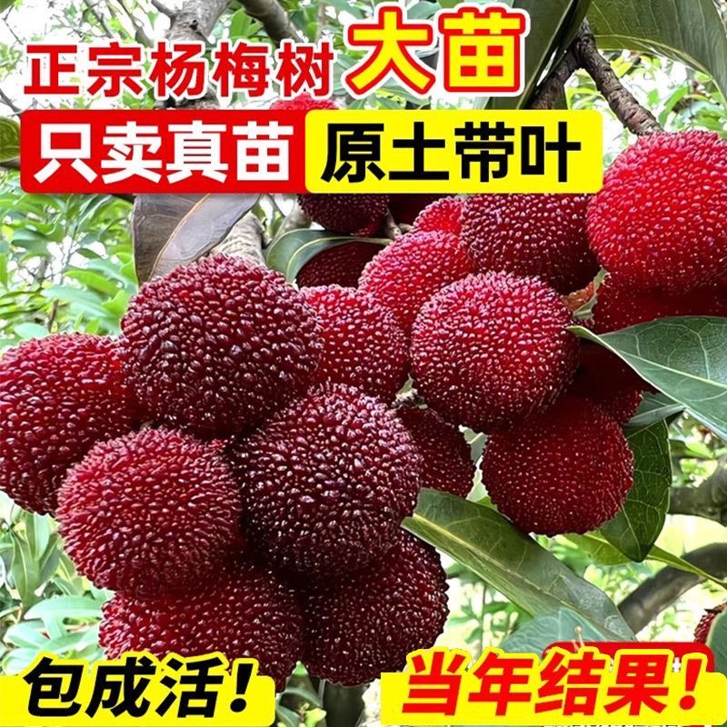 直播间一物一拍早熟红玫瑰水晶杨梅可盆栽地栽带原杯发东魁杨梅苗