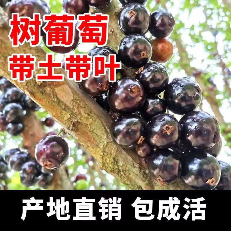 【直播间】嘉宝果艾斯卡树苗树葡萄庭院地栽盆栽原杯发货成活率包邮