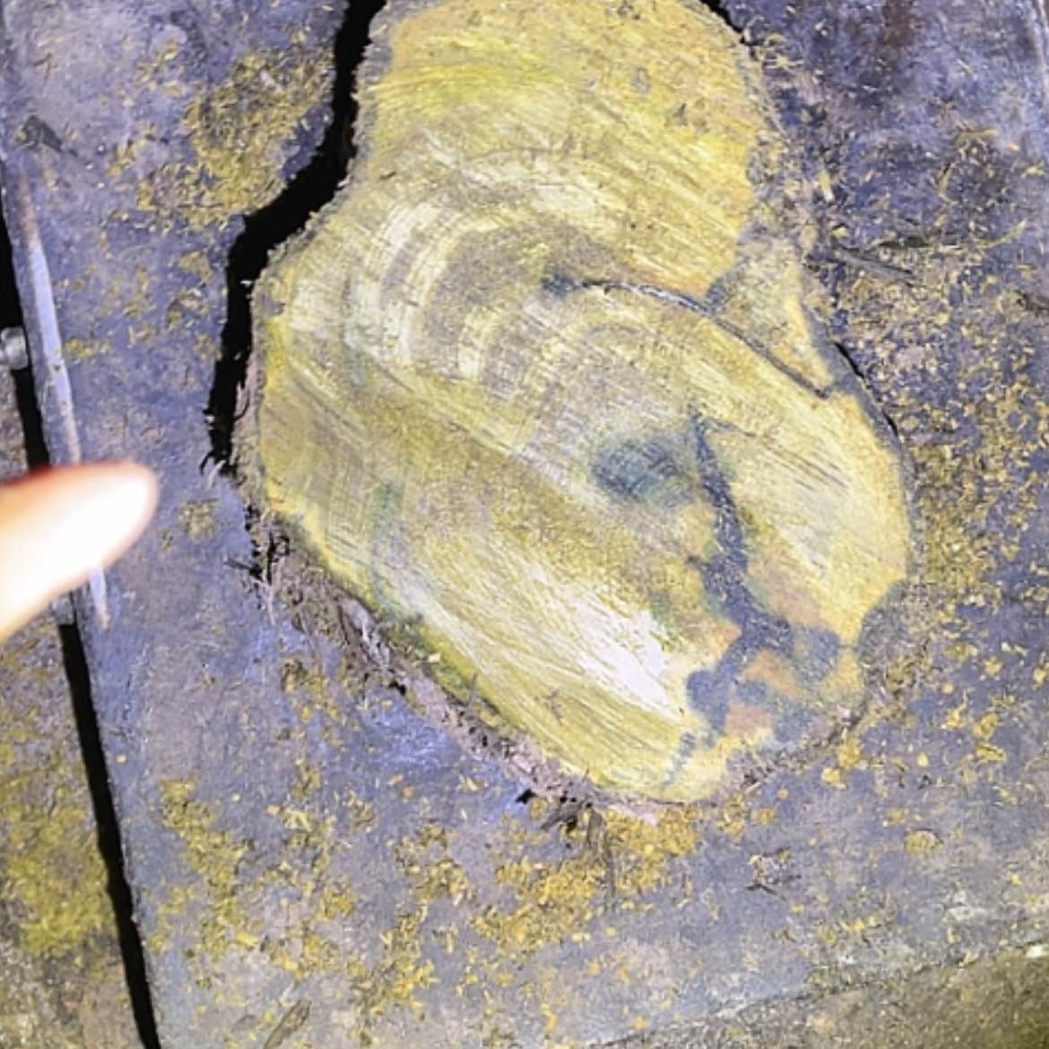 【闪购商品】金丝楠