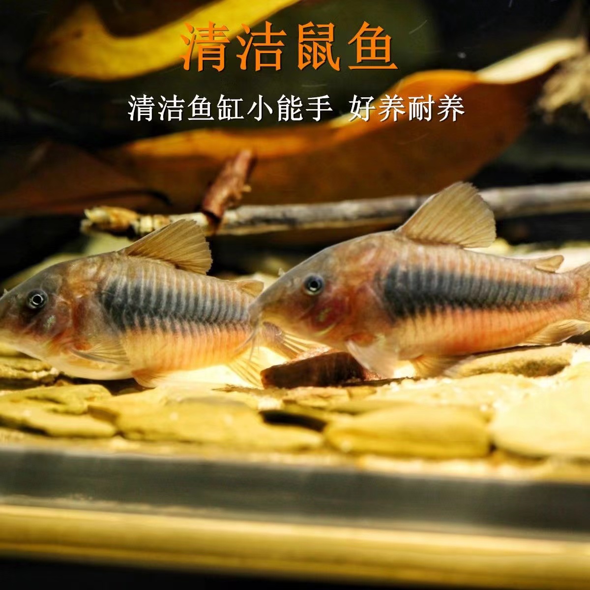 【顺丰发货】咖啡鼠大号青铜鼠水草缸底栖鱼清理饲料残渣小型热带鱼