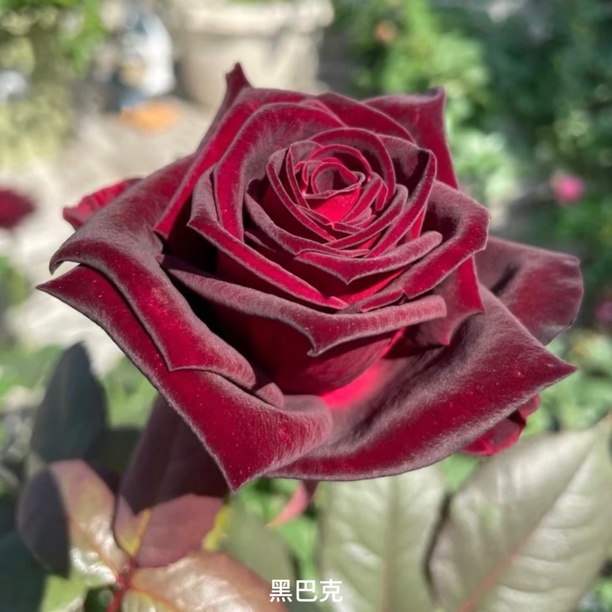 【黑巴克】黑红玫瑰，丝绒质感勤花扦插盆栽月季！