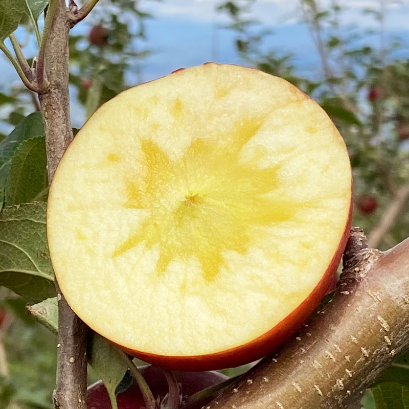 盐源丑苹果大凉山糖心苹果新鲜水果现摘脆甜多汁皮薄肉厚4.5-8斤