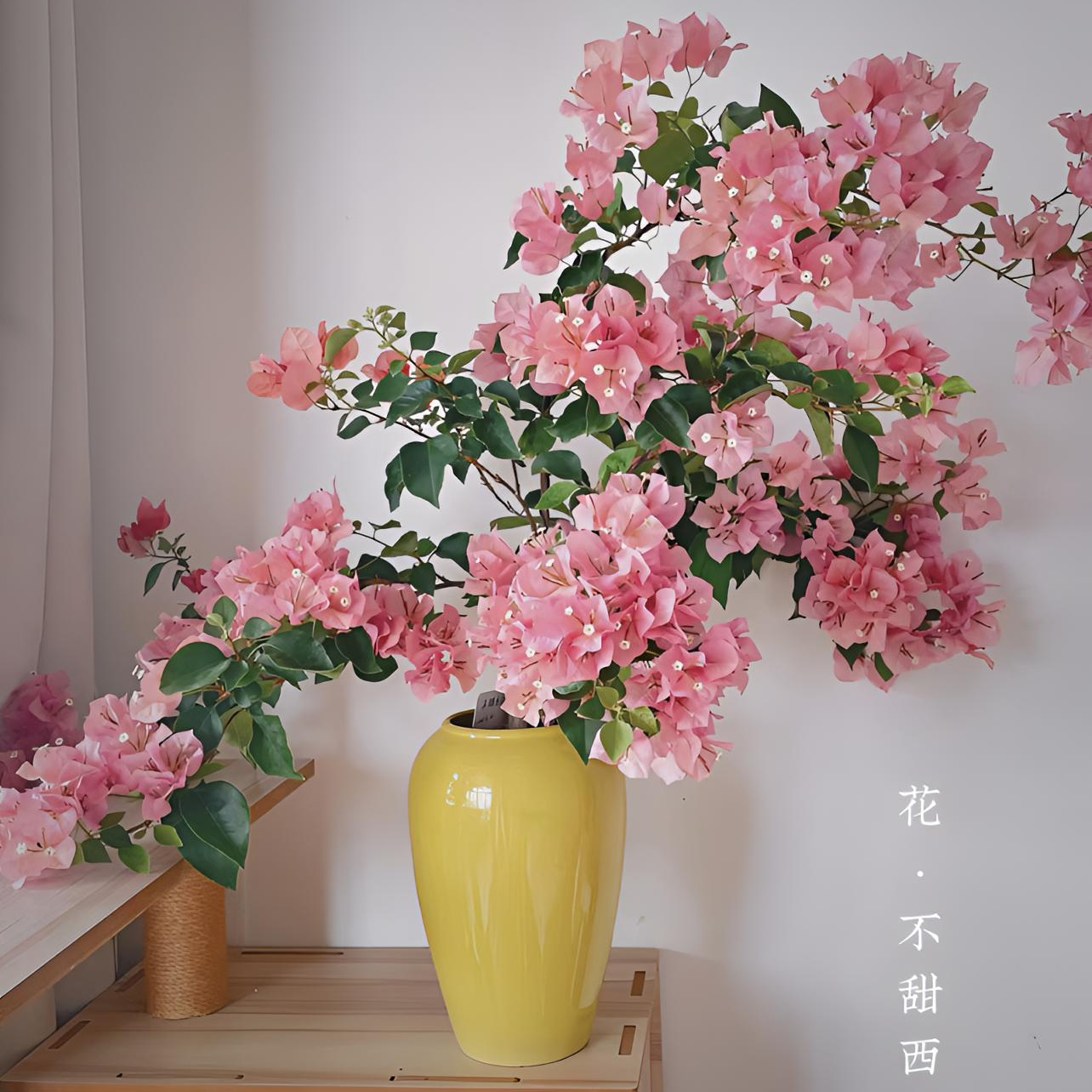 三角梅【不甜西瓜】稀有品种苗阳台庭院美观