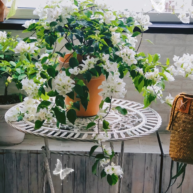 白雪公主·三角梅美观趣味走廊露台花卉阳台庭院