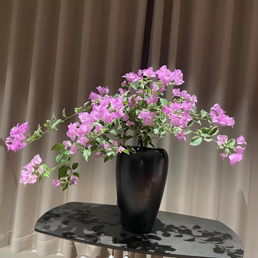 银边浅紫（水仙紫）·三角梅