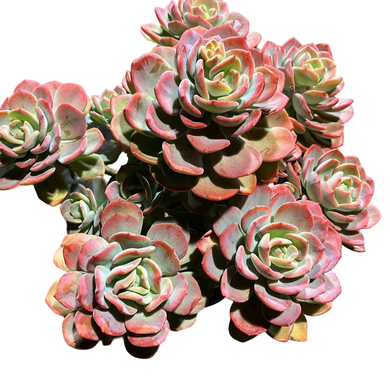 精品多肉植物  大白月光