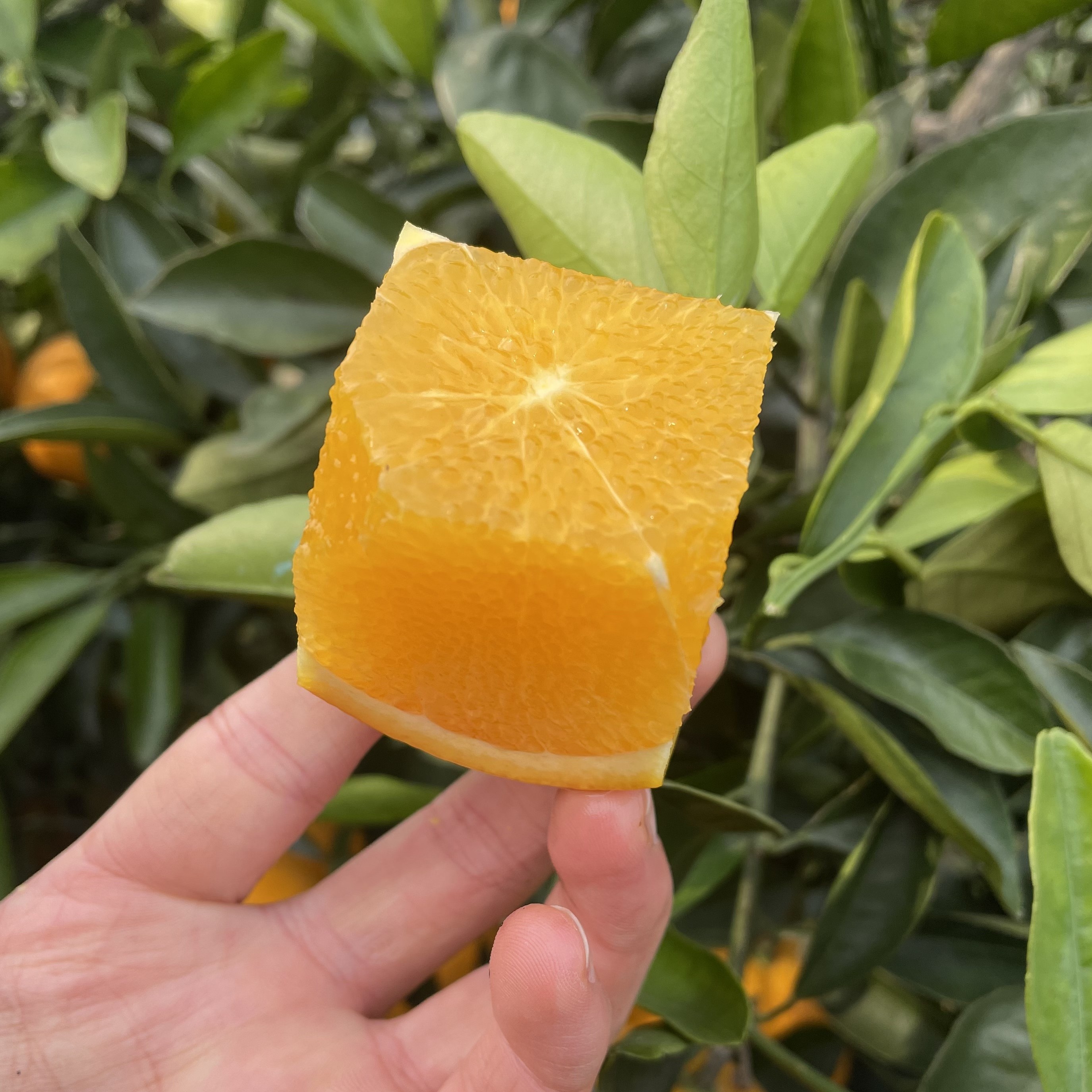 【福利小果 预售】赣南脐橙净重4.8-5斤 单果90-145g