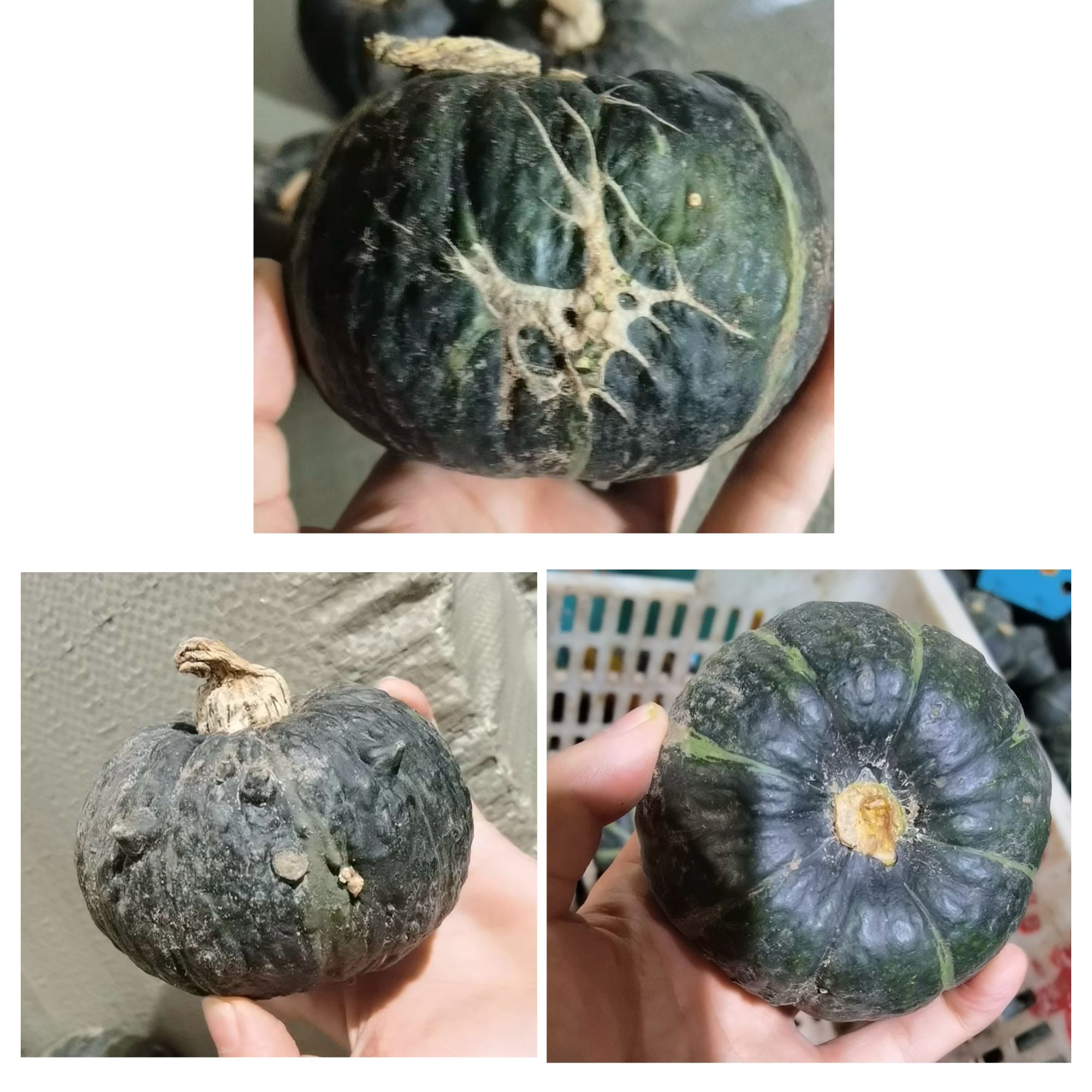 【福利花麻果 预售 中通 已沉糖】内蒙惠和一号贝贝南瓜净重5斤