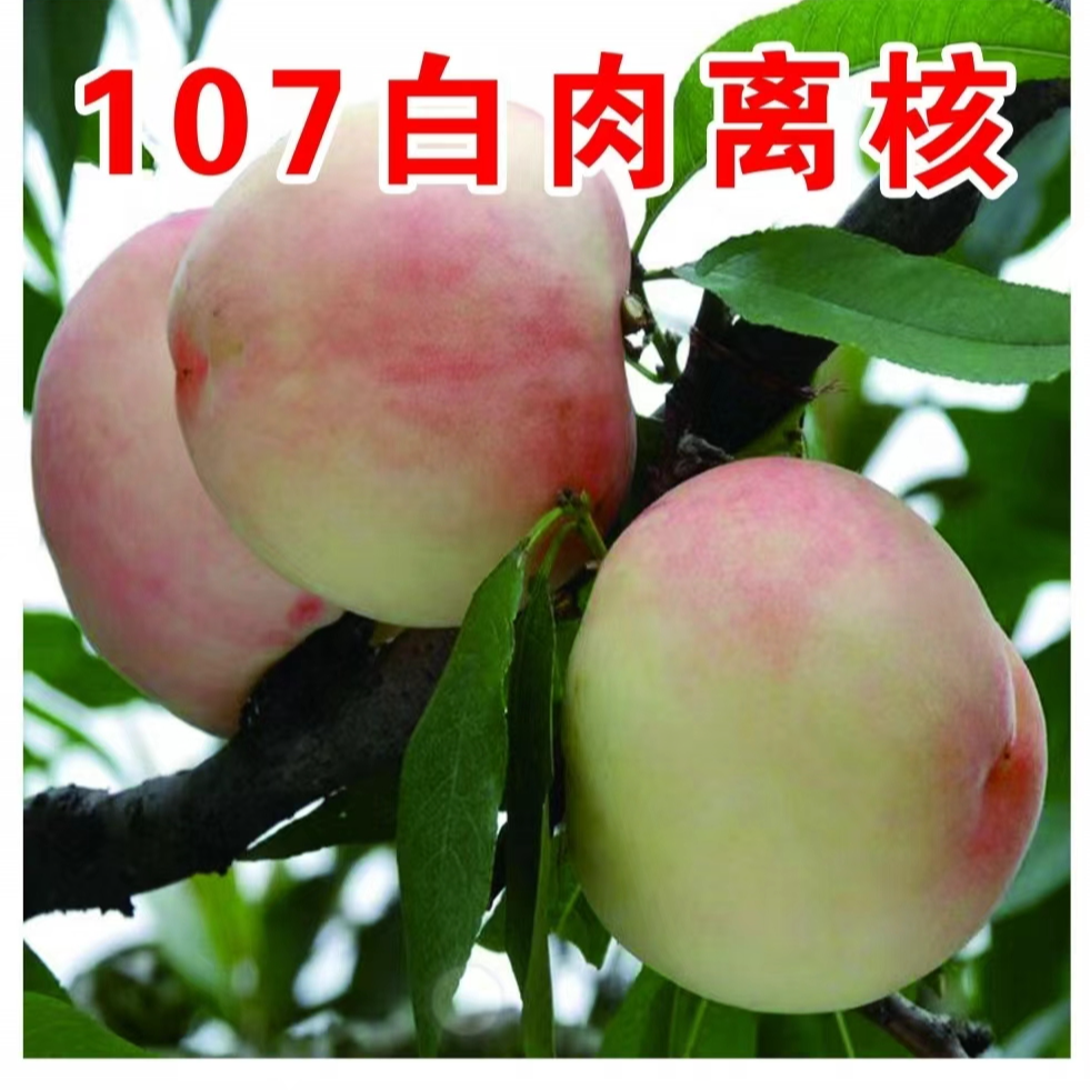 107白肉离核毛桃一年生种子