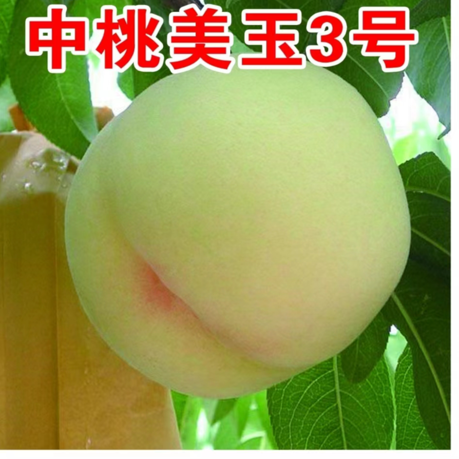 中桃美玉3号一年生种子