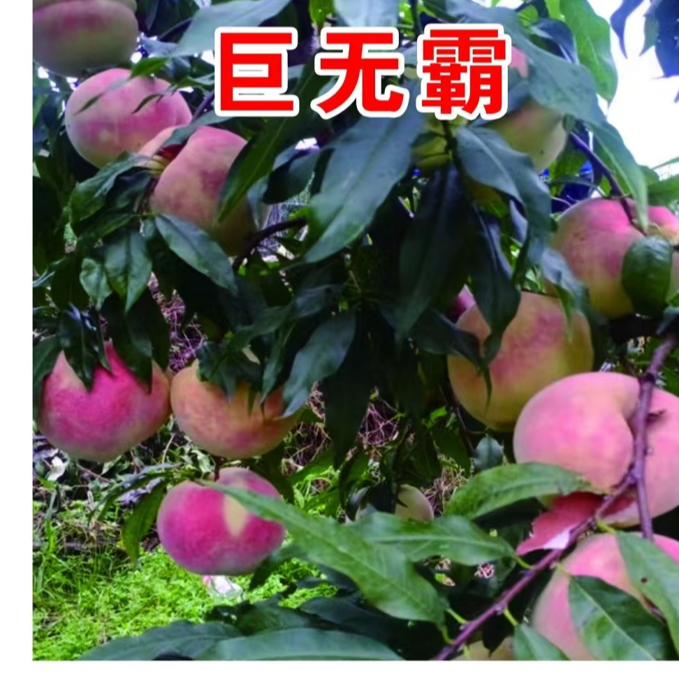 巨无霸一年生种子