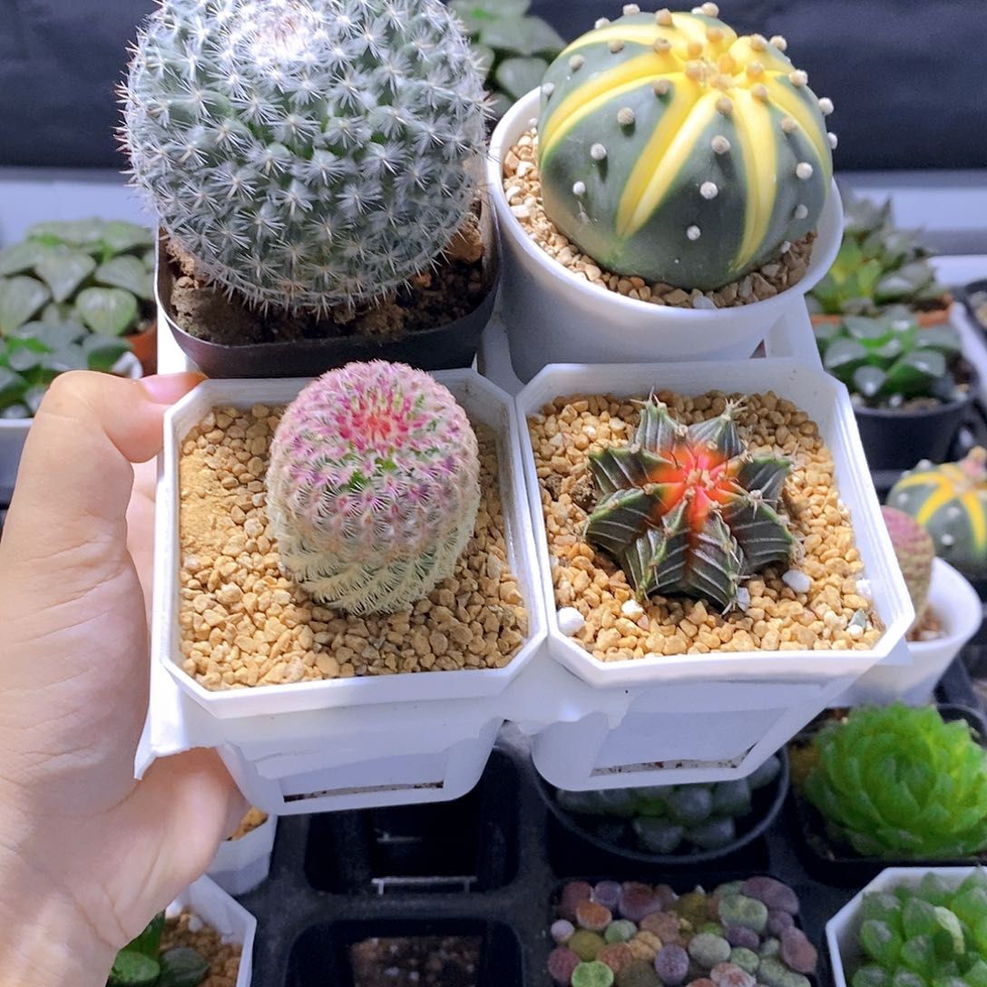 仙人球四盆原盆土发货