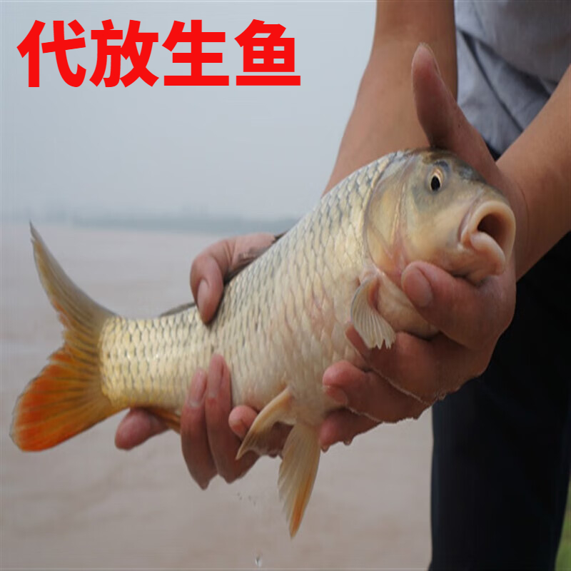 河鲤鱼 活鱼现杀发货 活水大鲤鱼