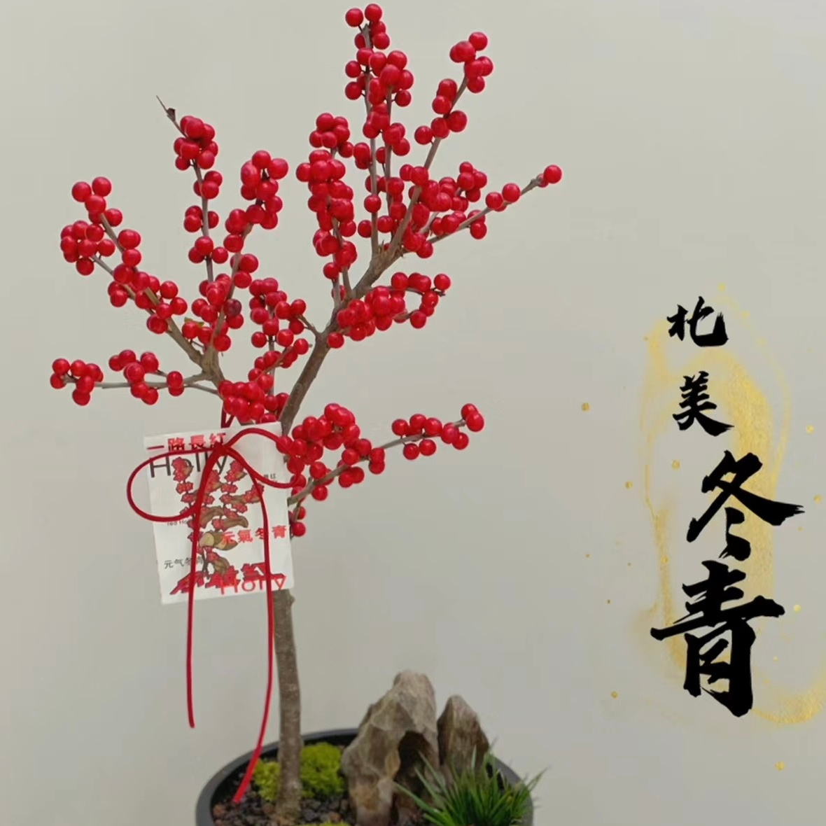 云南北美冬青盆栽基地直发-C