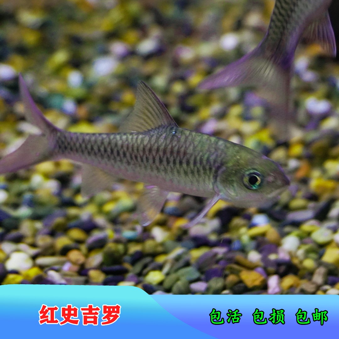 红史新光唇 吉罗鱼 红色系 活体鱼 红吉罗 淡水鱼 原生鱼