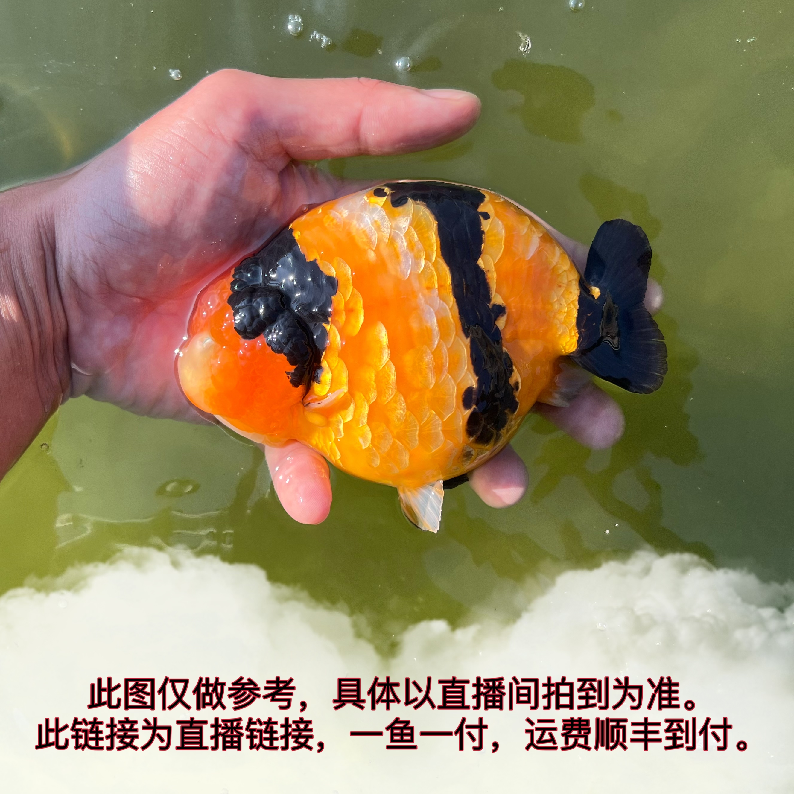 小哥推荐 娃娃脸萌兰寿 奶牛 红白 紫雪清 黑寿 玉兔 金鱼2号