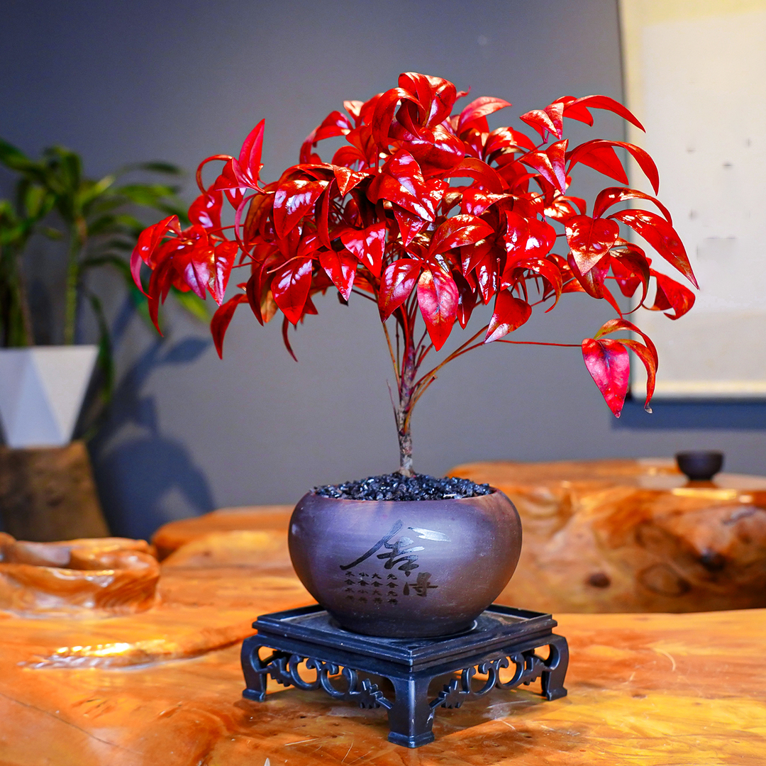 小茹花卉园艺火焰南天竹含盆带底座室内桌面客厅摆件盆景微景观