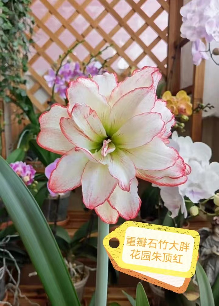  朱顶红 包邮-- 荣华富贵6厘米 球