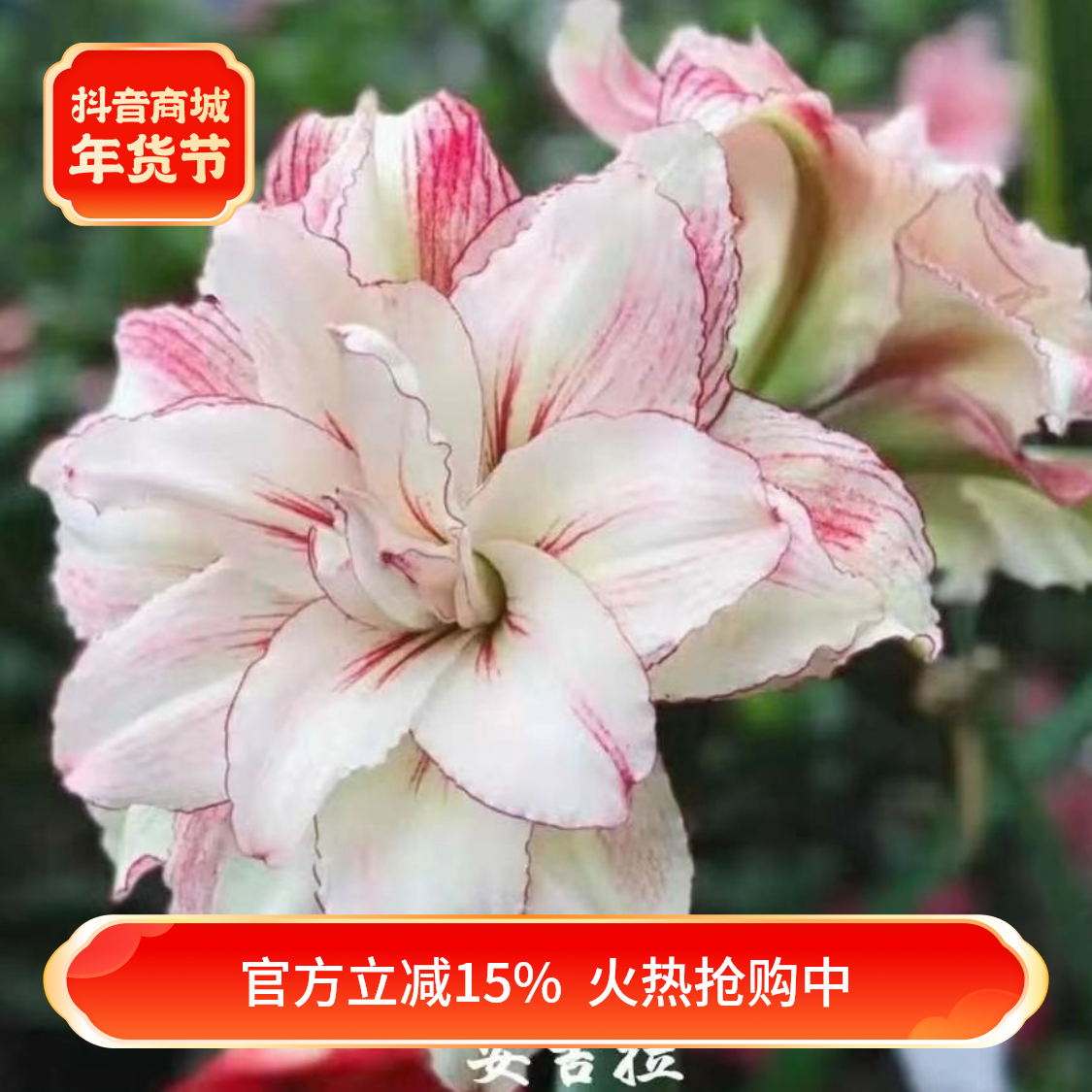 朱顶红  台朱  澳朱--  往事如烟4厘米 球