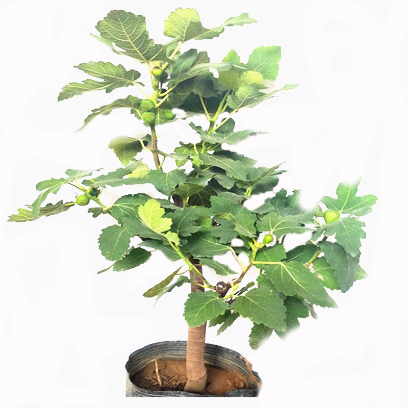 波姬红无花果树苗地栽盆栽南方北方种植无花果树苗（品种下单备注）