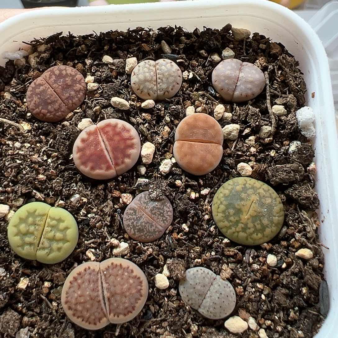 多肉植物实付满9.9包邮276