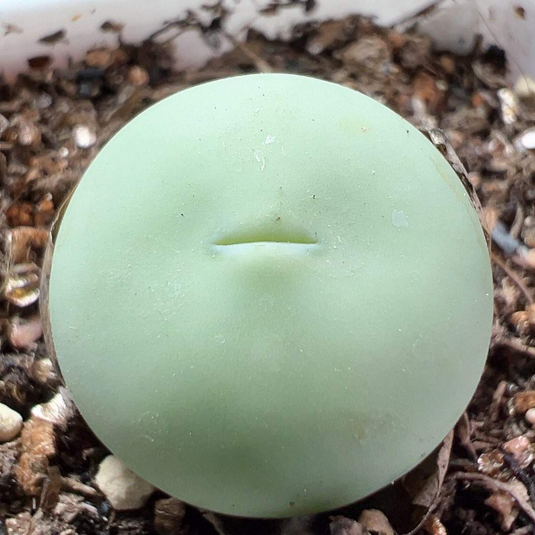 多肉植物实付满9.9包邮202