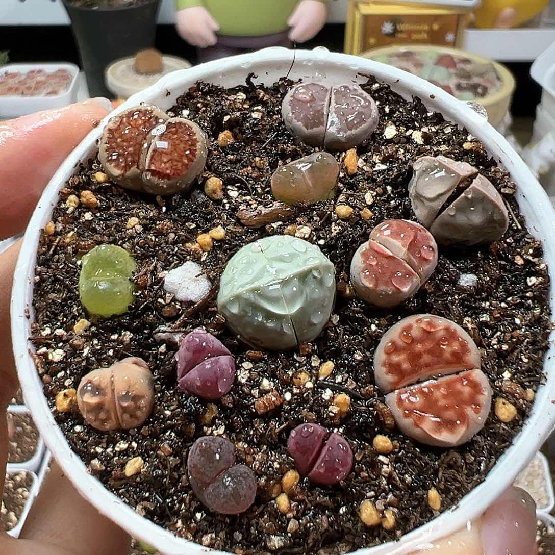 多肉植物实付满9.9包邮268带盆