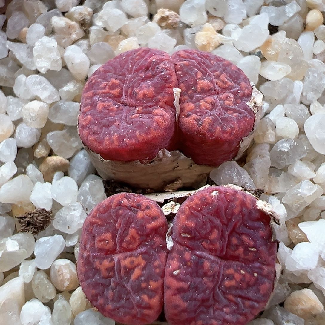多肉植物实付满9.9包邮83