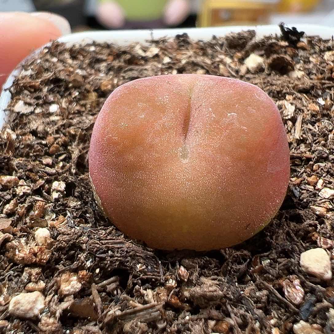 多肉植物实付满9.9包邮171水蜜桃