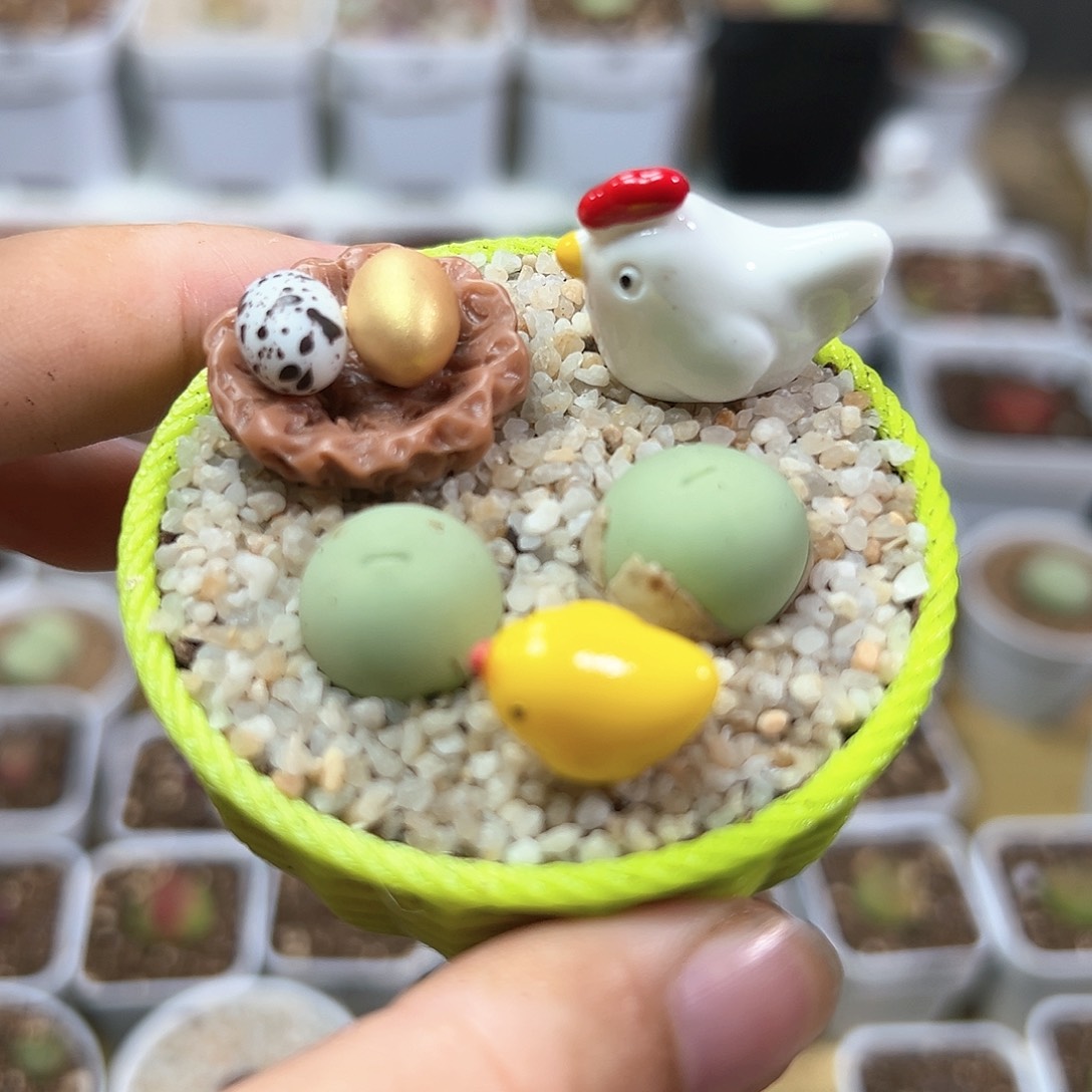 多肉植物实付满9.9包邮83组合