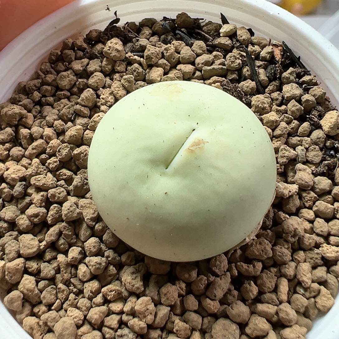 多肉植物实付满9.9包邮161