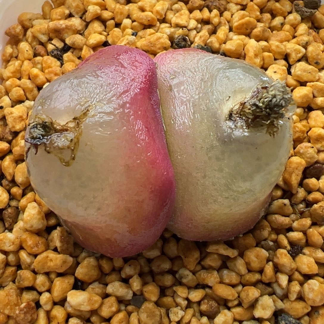 多肉植物97大双头灯泡