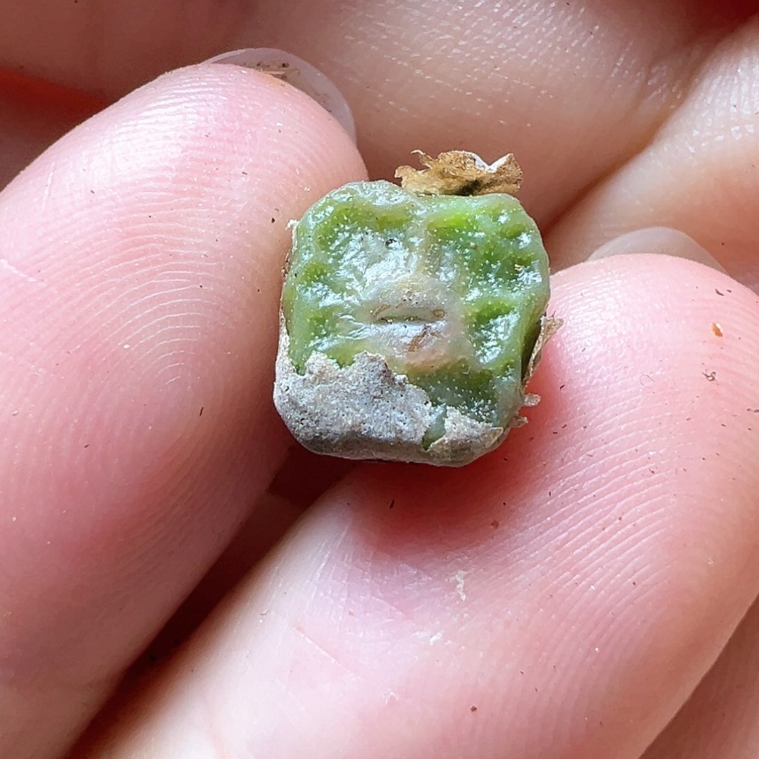 多肉植物实付满9.9包邮41