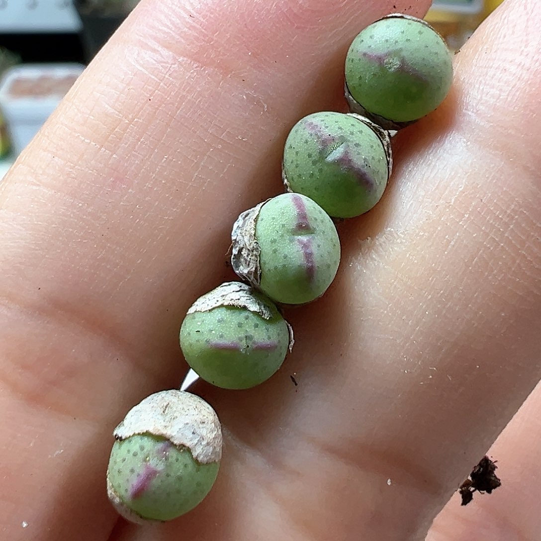 多肉植物实付满9.9包邮245