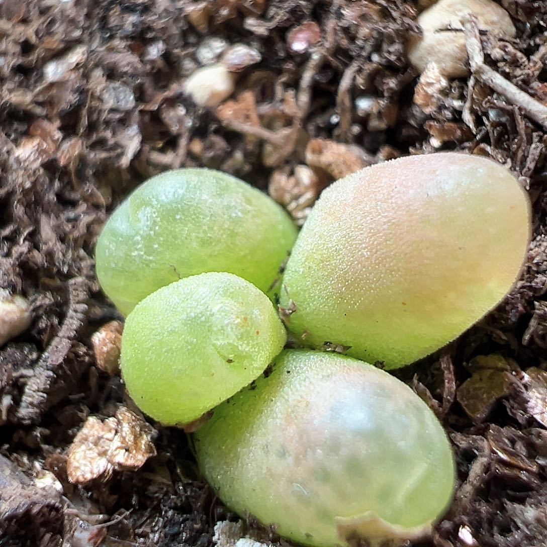 多肉植物实付满9.9包邮119群生O泡