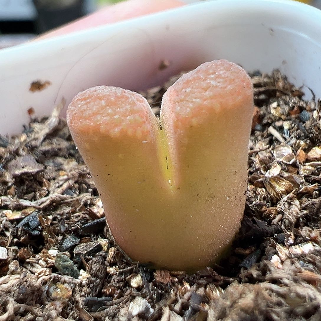 多肉植物实付满9.9包邮174