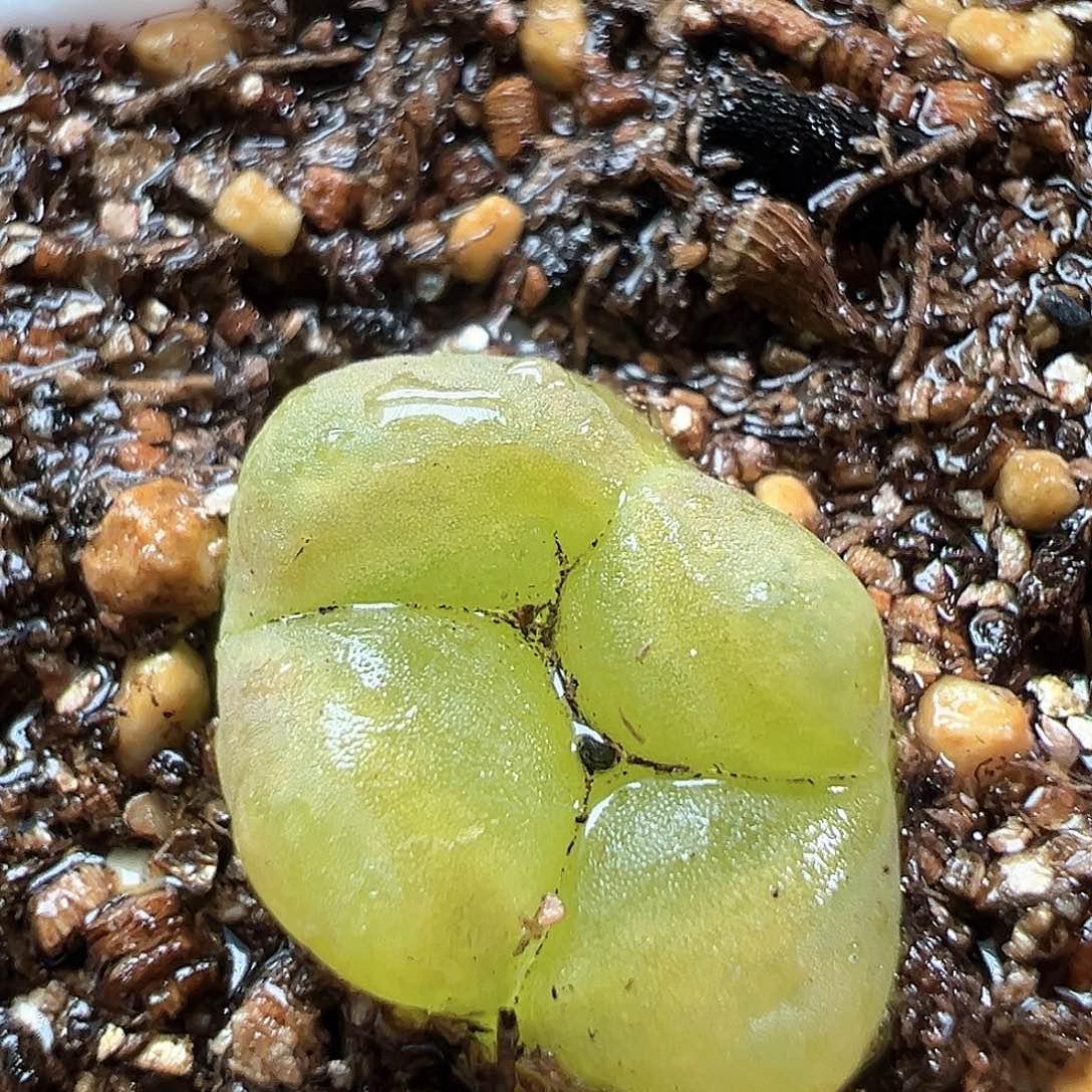 多肉植物实付满9.9包邮84
