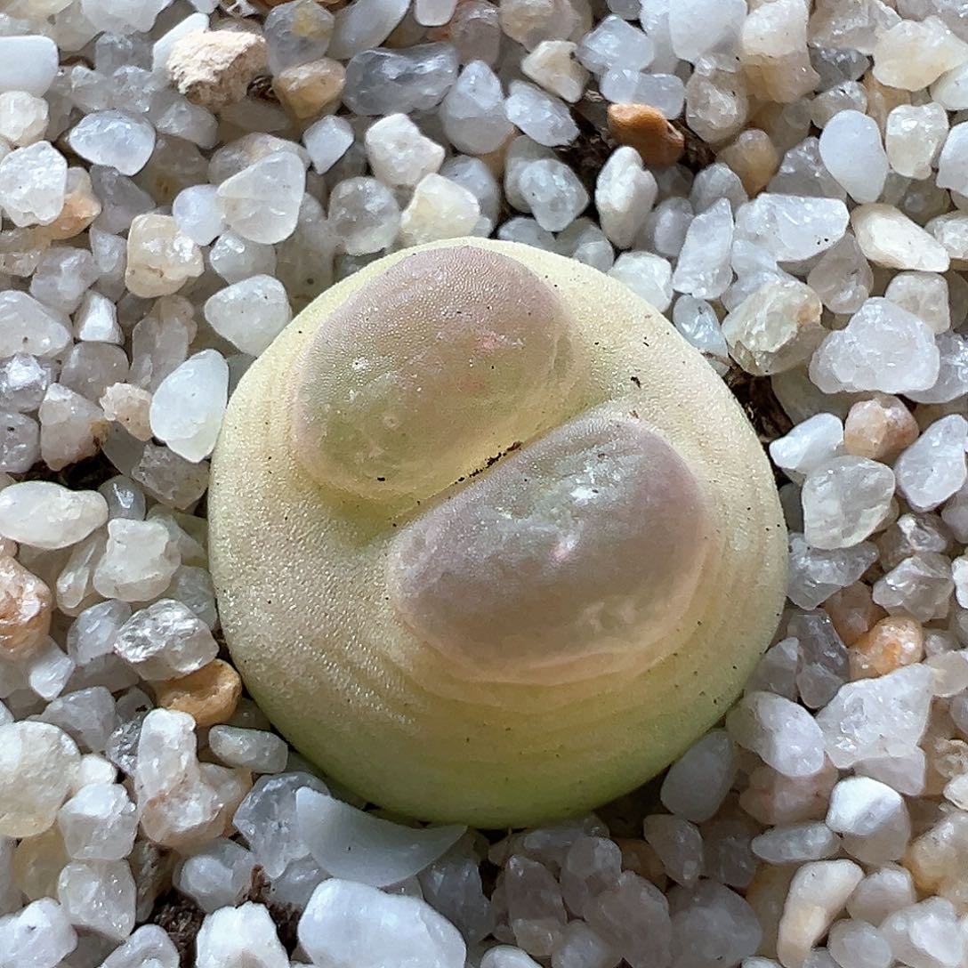 多肉植物实付满9.9包邮184