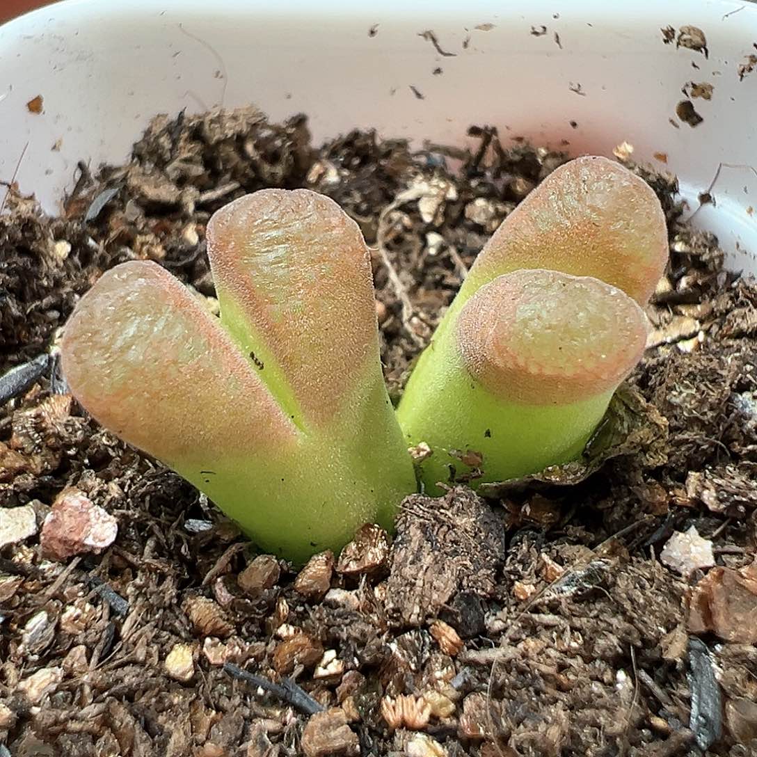 多肉植物实付满9.9包邮247