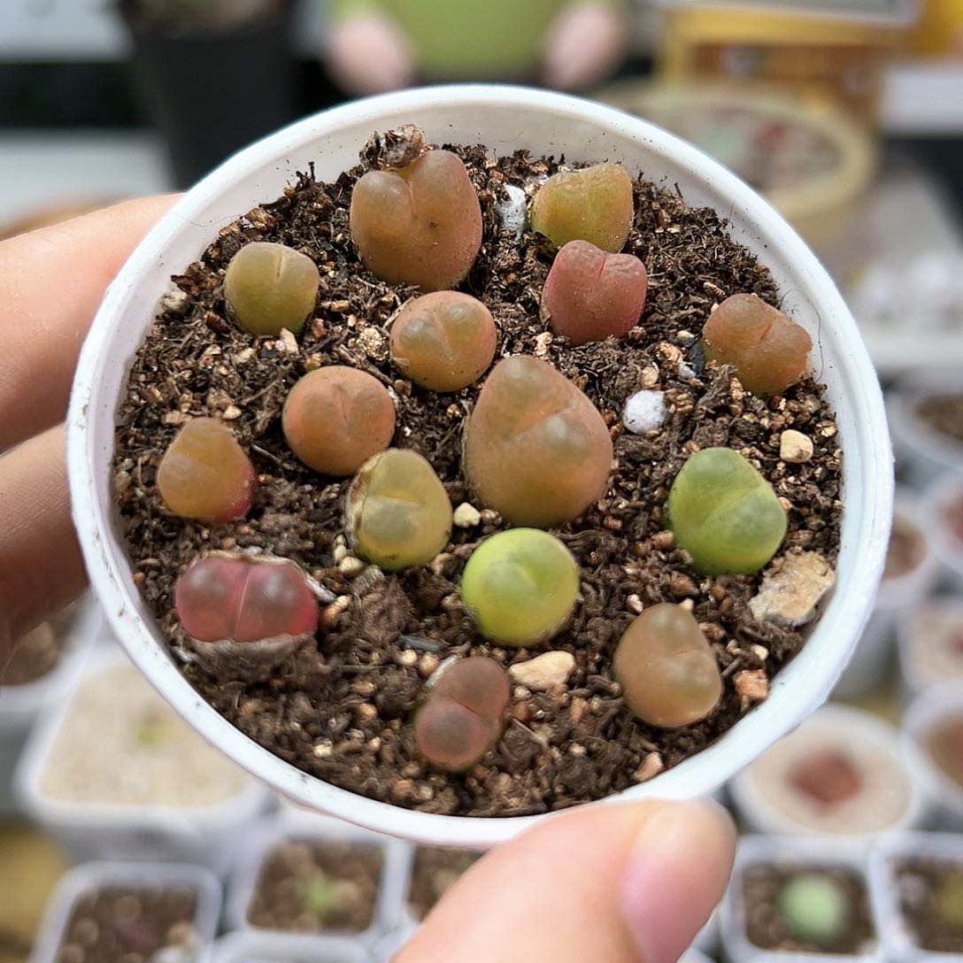 多肉植物实付满9.9包邮66