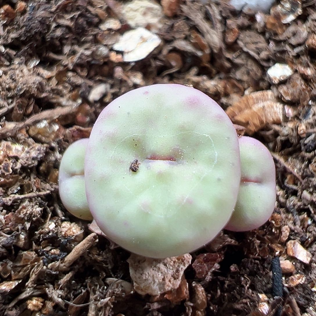 多肉植物实付满9.9包邮44