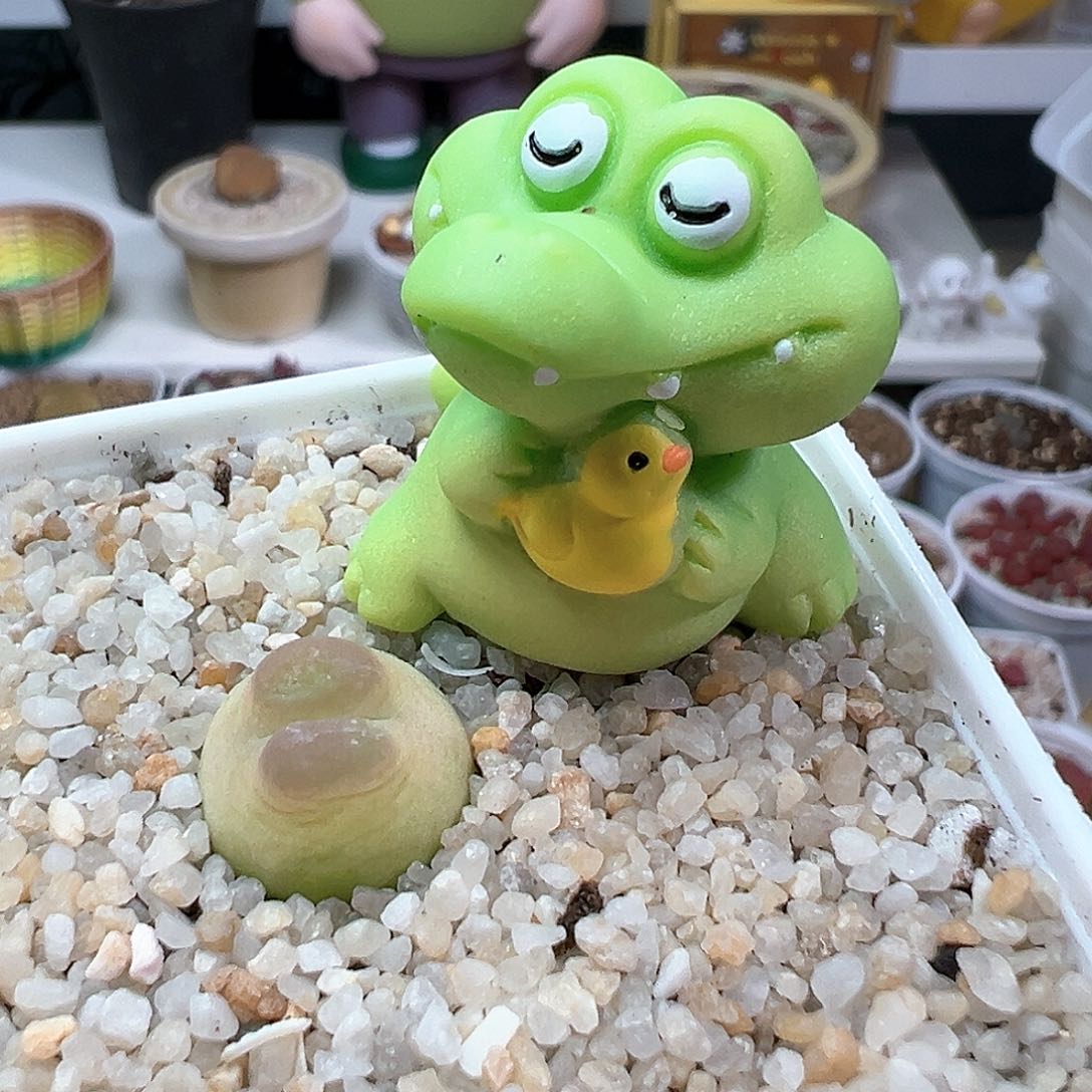 多肉植物实付满9.9包邮127压盆石